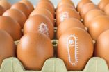¿Qué es la salmonella y cuáles son sus síntomas?