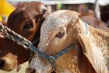 EU suaviza prohibición a ganado mexicano por gusano barrenador; carne no bajaría de precio.