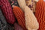 México aumenta 6% sus importaciones de granos
