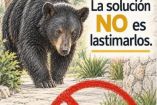 Reparten tablas con clavos para herir a osos y evitar que entren a colonia en Nuevo León
