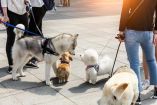 Alista el Senado ley contra la crueldad animal; prevé arrestos y multas de hasta 234 mil pesos.