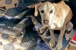 Tras denuncia de presunto abandono, aseguran a perrita en CDMX