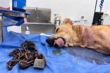 Perrito maltratado en Nuevo León.