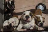 Rescatan a 48 perros bulldog de criadero clandestino