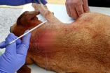 Apuñalan a perrito en el cuello en Chalco, Edomex