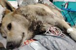 Fallece lomito que era utilizado como sparring para perros de pelea en Hidalgo