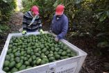 Aguacate blindará sus exportaciones