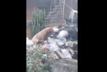 Perros abandonados en Tlalpan