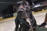 Kelleb pasó de ser adoptado a quedar en el abandono porque “ya no cupo” en nuevo hogar