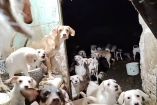 Se desconoce el paradero de perros hacinados en Iztapalapa; el dueño se los llevó