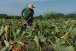 Producción agrícola en México