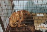 Rescatan a perro que se encontraba “casi en los huesos” dentro de fraccionamiento