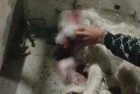 Imágenes de “Consuelo”, quien lucha por vivir.