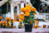 Historia de la flor de cempasúchil