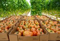 Agroexportaciones en T-MEC: El CNA solicita eliminar propuesta de temporalidad