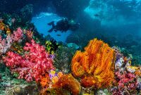 ¿Por qué son importantes los arrecifes de coral?