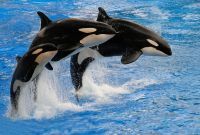 Orcas dominan a tiburones blancos en el océano: Gerardo del Villar