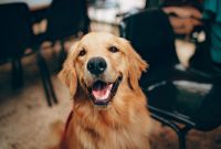 Cómo despedirse de un perro_La importancia de un adiós digno y cómo afrontar el duelo