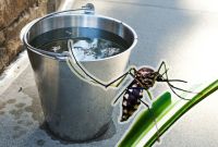 Cómo eliminar los criaderos de mosquitos del dengue en casa