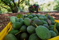 Aguacate: ¿Cuánto exporta México a Estados Unidos?