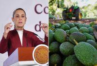 Sheinbaum revela plan para reactivar la exportación de aguacate de Michoacán a EU.