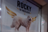 Rocky murió atropellad