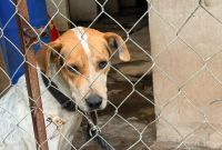 Vecinos de la zona solicitaron el desmantelamiento definitivo de la instalación, conocida en la comunidad como la “Granjita de Chopos”.