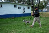 Las autoridades capitalinas rehabilitarán a Boby Boroboy en las instalaciones de Xochimilco con el objetivo de restablecer su salud y ponerlo en adopción responsable.