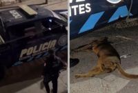 Policías de Aguascalientes disparan a perro.
