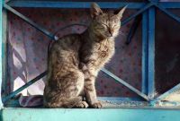 PVEM propone fortalecer centros de atención animal.