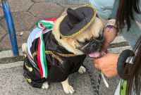 Bruno, un  perro pug de cuatro años, asistió vestido de gala a los festejos patrios en la Alcaldía Benito Juárez