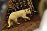 Vecinos piden intervención de autoridades ante presunto maltrato animal en Venustiano Carranza