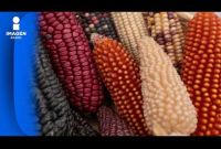 Importaciones de maíz crecieron 8.1 por ciento en México al pasar de 15.82 a 17.11 millones de toneladas para concentrar la mayor parte del incremento agroalimentario.

Juan Carlos Anaya, director del Grupo Consultor de Mercados Agrícolas (GCMA), en entrevista con David Páramo, detalla el balance de compras al exterior en el sector de granos básicos. El especialista explica los factores que impulsan la dependencia alimentaria nacional y analiza el comportamiento en el volumen comercializado de maíz en el mercado mexicano.


00:00 - Crecimiento en importaciones de maíz
01:30 - Balance del volumen de compras de granos
03:00 - Impacto en la producción agrícola nacional

COMENTA ESTE VIDEO Y COMPARTELO CON TUS AMIGOS

No olvides dejarnos tus comentarios y visitarnos en

Sitio: http://www.imagenradio.com.mx

Facebook: https://www.facebook.com/ImagenRadio/?locale=es_LA

Twitter: https://x.com/Imagen_Mx

Suscríbete a nuestro canal:

https://www.youtube.com/channel/UCB0BUmdBOrH9mYU2ebs1eWA

#imagenradio #noticiasenvivo

#ImportacionDeMaiz #GCMA #JuanCarlosAnaya #DavidParamo #campomexicano