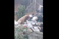 Perros abandonados en Tlalpan