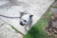 Muere “Boby Boroboy”, el perrito rescatado de una azotea en Tacubaya
