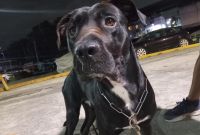 Kelleb pasó de ser adoptado a quedar en el abandono porque “ya no cupo” en nuevo hogar