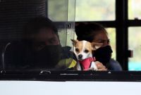 Detienen a mujer por presunto secuestro de perrito; exigía 3 anillos de oro
