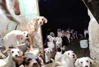Se desconoce el paradero de perros hacinados en Iztapalapa; el dueño se los llevó