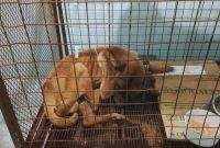 Rescatan a perro que se encontraba “casi en los huesos” dentro de fraccionamiento
