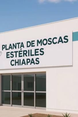 Planta en Chiapas para combatir el gusano barrenador