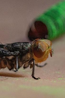 Mosca estéril contra gusano barrenador