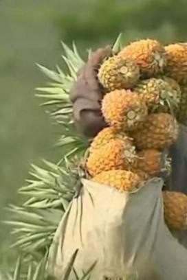 Por qué colapsó la comercialización de la piña en Veracruz