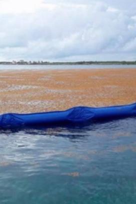 Playa del Carmen se blinda contra el sargazo