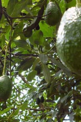 Aguacateros denuncian que freno al aguacate.