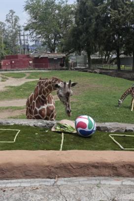 Zoológico de Guadalajara es el más importante de América Latina: Luis Soto