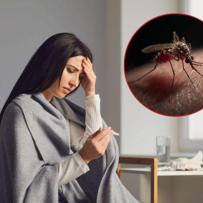 Dengue, zika y chikungunya cómo distinguir sus síntomas