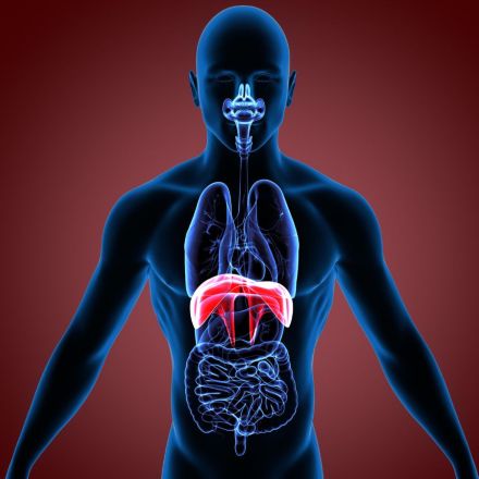 El hipo se produce cuando el diafragma, el músculo que separa el tórax del abdomen y participa en la respiración, se contrae de forma involuntaria.