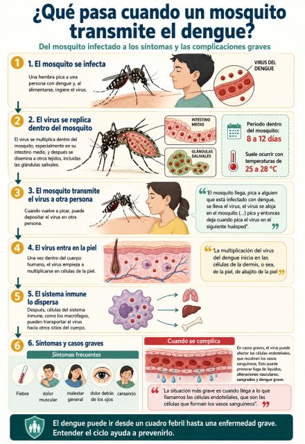Explicación de qué sucede cuando te pica un mosquito con dengue