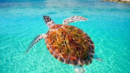 Vacaciones de verano: playas de México con oleaje tranquilo para niños