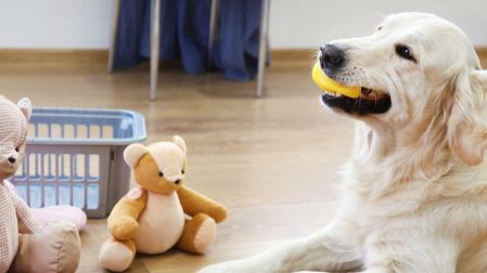 ¿Cómo calmar a los perros por los cohetes el 15 de septiembre?
